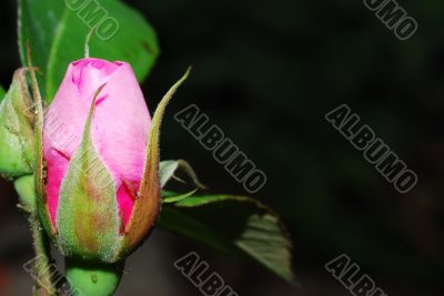 pink rose