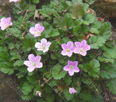 saxifraga