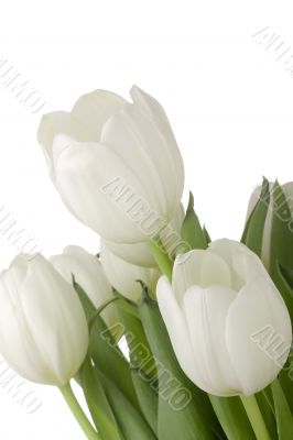 White Tulips