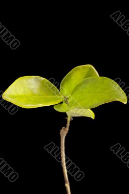 Young tree