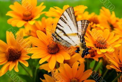 Bouquet of yellow flowers with a butterfly