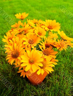 Bouquet of yellow flowers on the grass