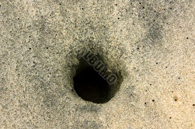 burrow in the sand