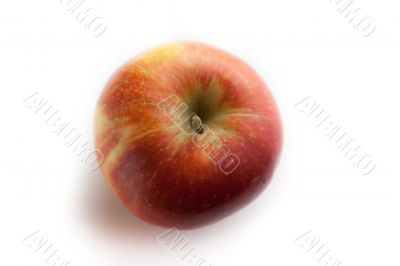 Red apple on white background.