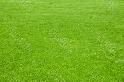 huge green lawn