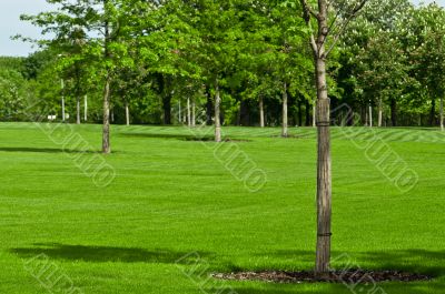 huge green lawn