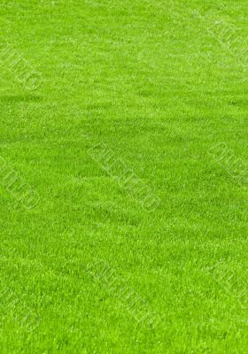 huge green lawn