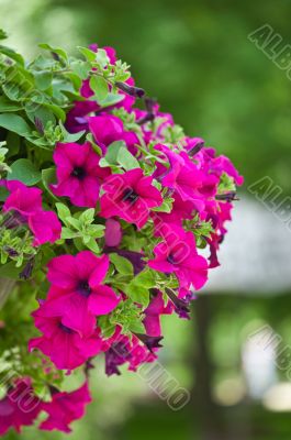 beautiful petunia flowers