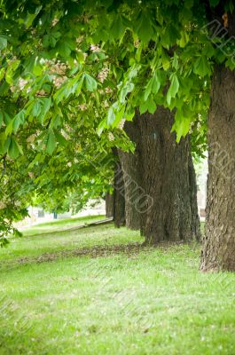 Alley with green summer trees