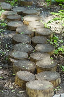 wooden path in the park