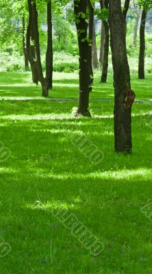 Alley with green summer trees