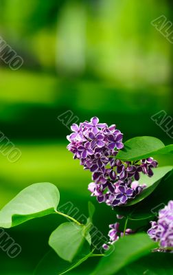leaves and lilac flowers