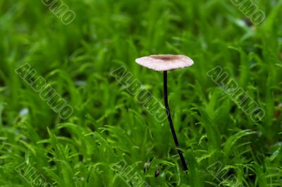 garlic marasmius