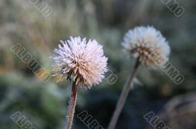 Frozen Dandelion