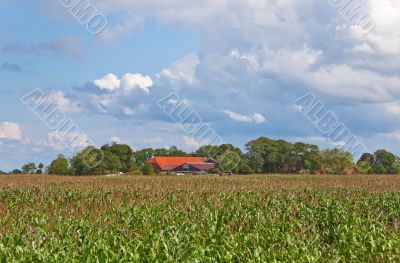 Cornfield with Farm