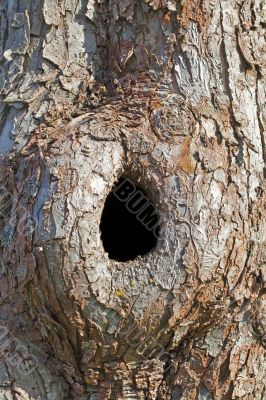 Trunk with hole