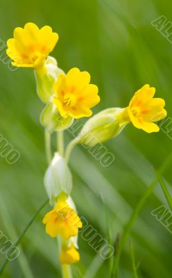 Cowslip