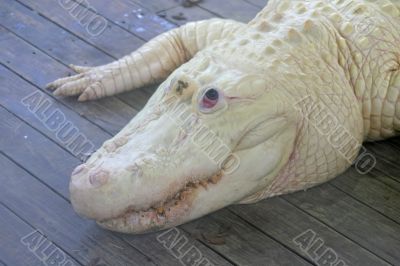 White Alligator