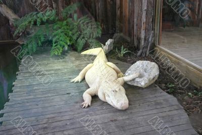 White Alligator