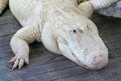 White Alligator