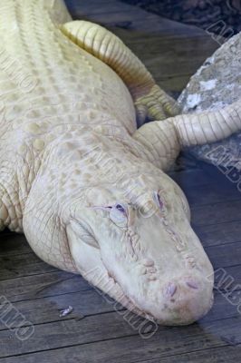 White Alligator