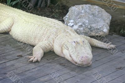 White Alligator