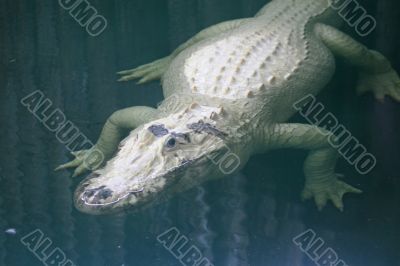 White Alligator