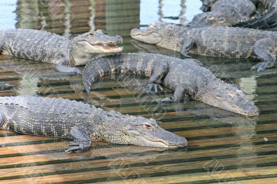 Alligators