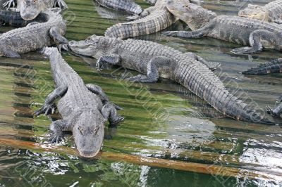 Alligators