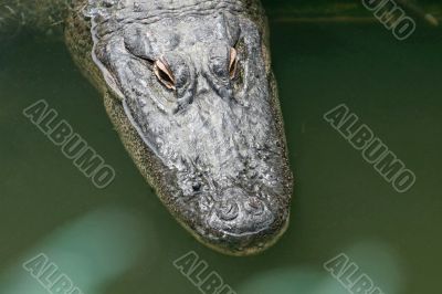 Alligator