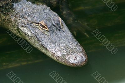 Alligator
