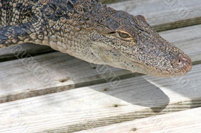 Alligator