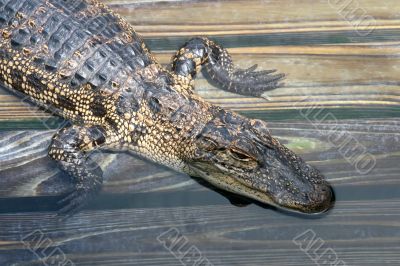 Alligator