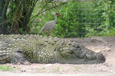 Alligator and Bird