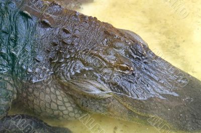 Alligator