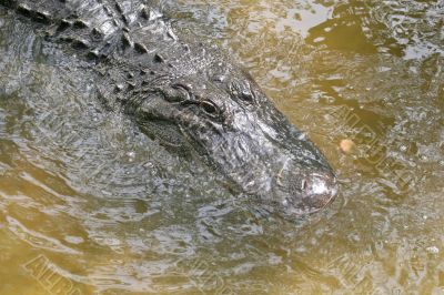 Alligator