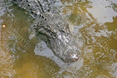 Alligator