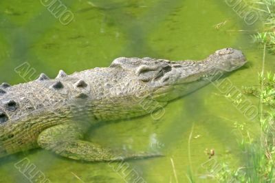 Alligator