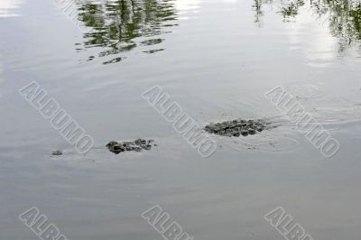 Alligator