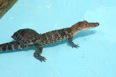Alligator and Turtle