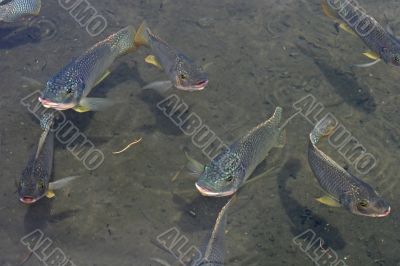 Swimming Fish