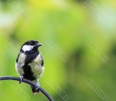 Great Tit 