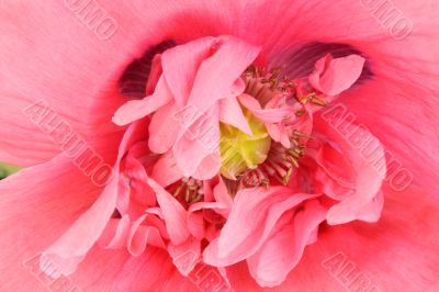 oriental poppy