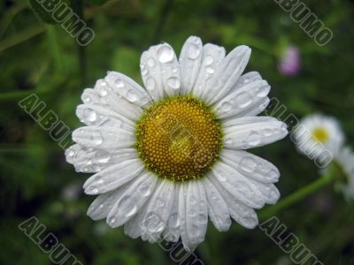 White daisy
