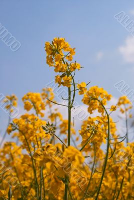 Blooming colza against blue sky