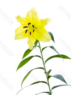 royal lily flower