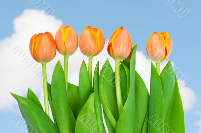 tulips