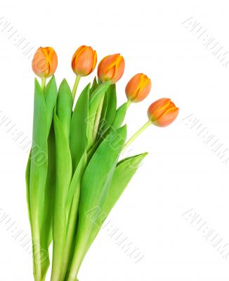 l orange tulips 
