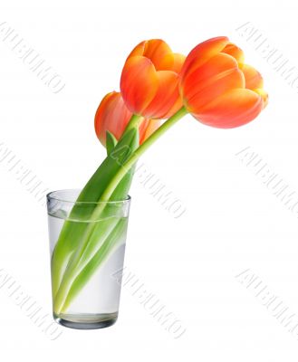 Tulips