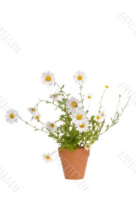 White Daisies
